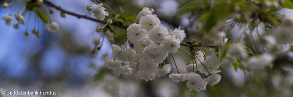 Kirschblüte weiß und blau